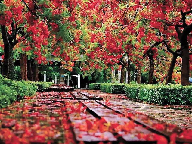 PCB廠之鳳凰花開“紅”遍深圳