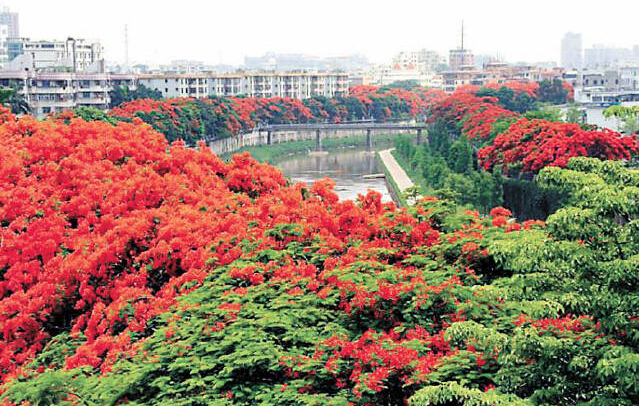 PCB廠之鳳凰花開“紅”遍深圳